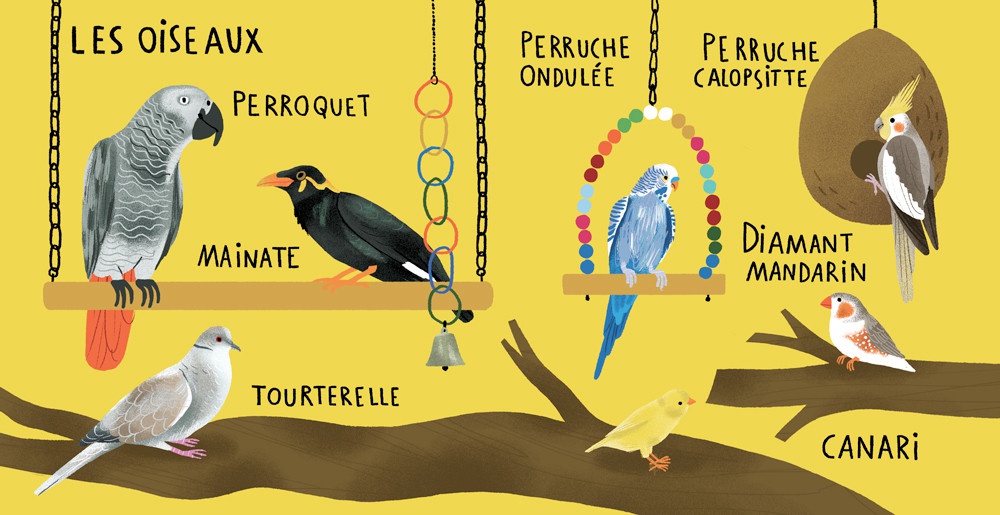 illustration amelie faliere oiseaux.jpg - Amlie FALIERE | Virginie